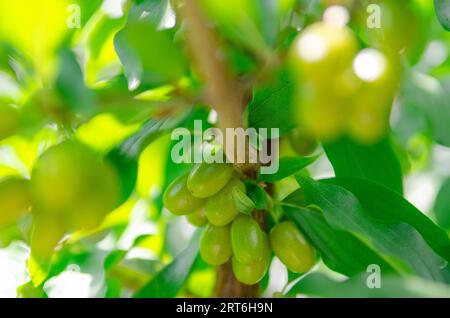 Fruits de cornouille verte sur une branche. Baies de Dogwood Banque D'Images