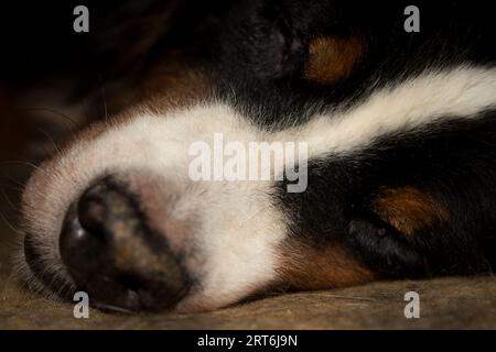 Gros plan du visage du chien de montagne bernois couché sur le sol endormi Banque D'Images