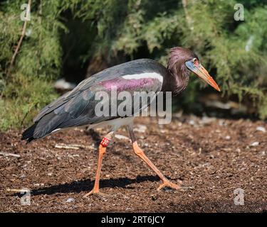 La cigogne d'Abdimi (Ciconia abdimii) est une espèce d'oiseau de la famille des Ciconiidae du parc zoologique de Paris, anciennement connu sous le nom de Bois de Vincennes Banque D'Images