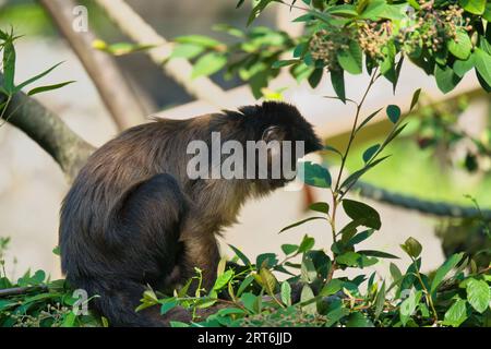 Singe capucin dans le parc zoologique parisien, anciennement connu sous le nom de Bois de Vincennes, 12e arrondissement de Paris, qui couvre une superficie de 14,5 hectares Banque D'Images