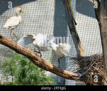 Aigrette, Ardea ibis dans le parc zoologique parisien, anciennement le Bois de Vincennes, 12e arrondissement de Paris, qui couvre une superficie de 14 personnes Banque D'Images