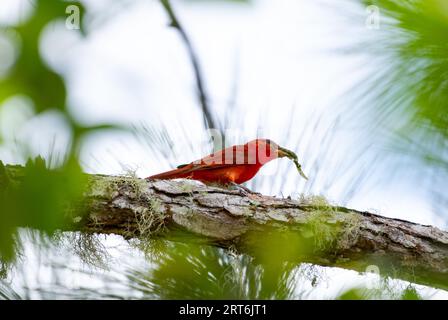 Oiseau rouge vif, Tanager hépatique mangeant un insecte dans la forêt tropicale de Trinidad et Tobag Banque D'Images