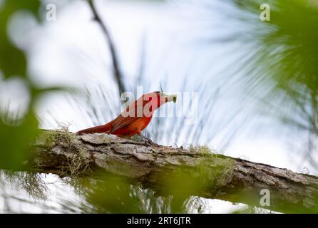 Un Tanager hépatique, Piranga flava, mangeant un insecte sur une branche dans la forêt Banque D'Images