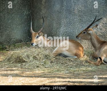 Commune des antilopes de Lechwe dans le parc zoologique parisien, anciennement connu sous le nom de Bois de Vincennes, 12e arrondissement de Paris, qui couvre une superficie de 14 personnes Banque D'Images