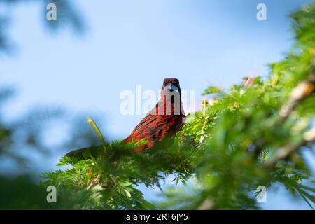 Oiseau exotique, rouge vif, Tanager à bec argenté perché au sommet d'un arbre avec fond de ciel bleu Banque D'Images