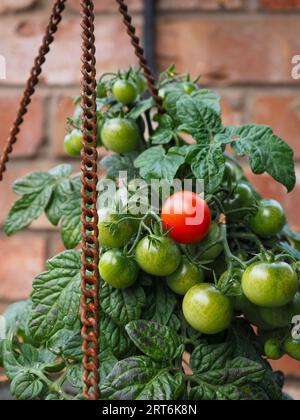 Gros plan d'un panier suspendu contenant un plant de tomate 'micro Cherry' avec des fruits mûrs - montrant une tomate rouge et plusieurs tomates vertes Banque D'Images