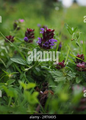 Gros plan sur la fleur bleu violet de Prunella vulgaris, une fleur sauvage indigène connue pour ses propriétés médicinales Banque D'Images