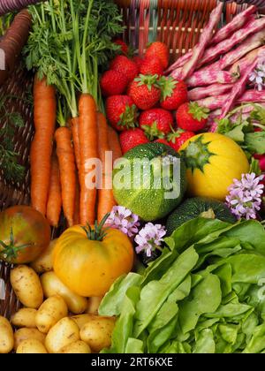 Gros plan de fruits et légumes frais et colorés d'un potager, y compris des carottes, des courgettes, des fraises et des légumes à salade Banque D'Images