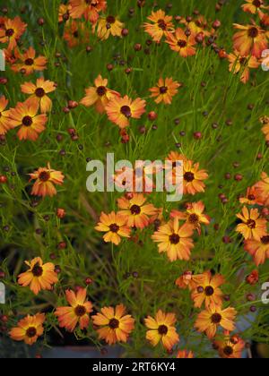 Coreopsis lanceolata 'Mango Punch' (graines de mouton) fleurs d'orange prises d'en haut Banque D'Images