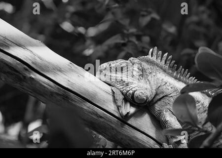 Iguane vert noir et blanc ou iguane commun dans le parc zoologique parisien, anciennement connu sous le nom de Bois de Vincennes, 12e arrondissement de Paris Banque D'Images