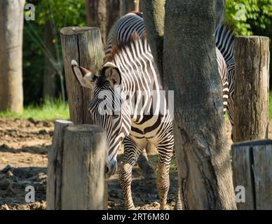 Les zèbres gravy dans le parc zoologique parisien, anciennement connu sous le nom de Bois de Vincennes, 12e arrondissement de Paris, qui couvre une superficie de 14,5 hect Banque D'Images