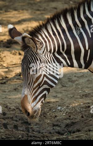 Les zèbres gravy dans le parc zoologique parisien, anciennement connu sous le nom de Bois de Vincennes, 12e arrondissement de Paris, qui couvre une superficie de 14,5 hect Banque D'Images