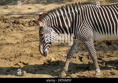 Les zèbres gravy dans le parc zoologique parisien, anciennement connu sous le nom de Bois de Vincennes, 12e arrondissement de Paris, qui couvre une superficie de 14,5 hect Banque D'Images