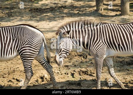 Les zèbres gravy dans le parc zoologique parisien, anciennement connu sous le nom de Bois de Vincennes, 12e arrondissement de Paris, qui couvre une superficie de 14,5 hect Banque D'Images