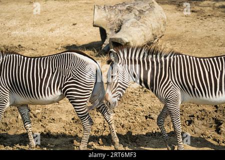 Les zèbres gravy dans le parc zoologique parisien, anciennement connu sous le nom de Bois de Vincennes, 12e arrondissement de Paris, qui couvre une superficie de 14,5 hect Banque D'Images