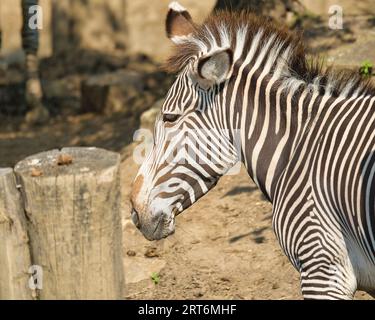 Les zèbres gravy dans le parc zoologique parisien, anciennement connu sous le nom de Bois de Vincennes, 12e arrondissement de Paris, qui couvre une superficie de 14,5 hect Banque D'Images