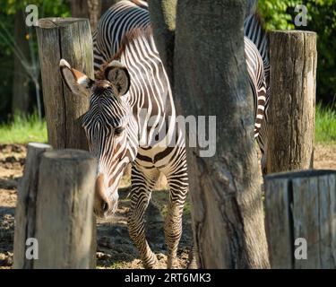 Les zèbres gravy dans le parc zoologique parisien, anciennement connu sous le nom de Bois de Vincennes, 12e arrondissement de Paris, qui couvre une superficie de 14,5 hect Banque D'Images