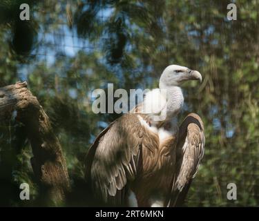 Griffon vautour, griffon eurasien dans le parc zoologique de Paris, anciennement connu sous le nom de Bois de Vincennes, 12e arrondissement de Paris, France Banque D'Images