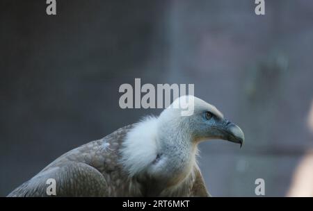 Griffon vautour, griffon eurasien dans le parc zoologique de Paris, anciennement connu sous le nom de Bois de Vincennes, 12e arrondissement de Paris, France Banque D'Images