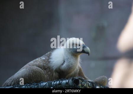 Griffon vautour, griffon eurasien dans le parc zoologique de Paris, anciennement connu sous le nom de Bois de Vincennes, 12e arrondissement de Paris, France Banque D'Images