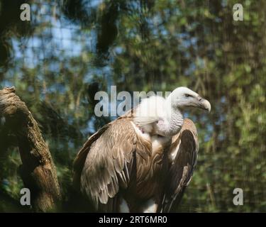 Griffon vautour, griffon eurasien dans le parc zoologique de Paris, anciennement connu sous le nom de Bois de Vincennes, 12e arrondissement de Paris, France Banque D'Images