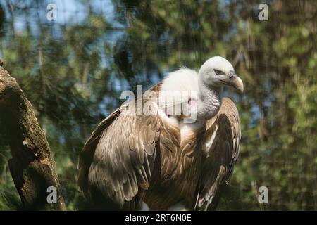 Griffon vautour, griffon eurasien dans le parc zoologique de Paris, anciennement connu sous le nom de Bois de Vincennes, 12e arrondissement de Paris, France Banque D'Images