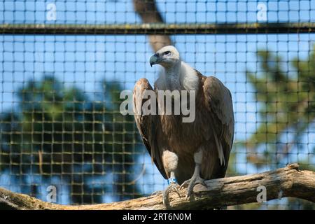 Griffon vautour, griffon eurasien dans le parc zoologique de Paris, anciennement connu sous le nom de Bois de Vincennes, 12e arrondissement de Paris, France Banque D'Images