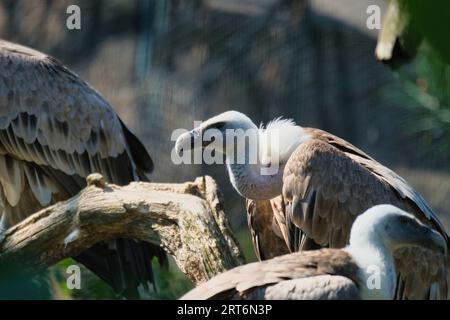 Griffon vautour, griffon eurasien dans le parc zoologique de Paris, anciennement connu sous le nom de Bois de Vincennes, 12e arrondissement de Paris, France Banque D'Images