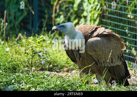 Griffon vautour, griffon eurasien dans le parc zoologique de Paris, anciennement connu sous le nom de Bois de Vincennes, 12e arrondissement de Paris, France Banque D'Images