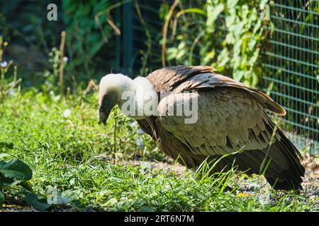 Griffon vautour, griffon eurasien dans le parc zoologique de Paris, anciennement connu sous le nom de Bois de Vincennes, 12e arrondissement de Paris, France Banque D'Images