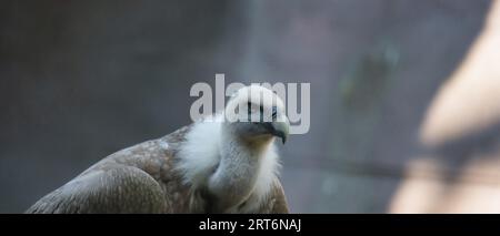 Griffon vautour, griffon eurasien dans le parc zoologique de Paris, anciennement connu sous le nom de Bois de Vincennes, 12e arrondissement de Paris, France Banque D'Images