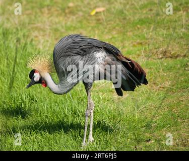 Oiseau national d'Ouganda, grue grise couronnée dans le parc zoologique parisien, anciennement le Bois de Vincennes, 12e arrondissement de Paris Banque D'Images