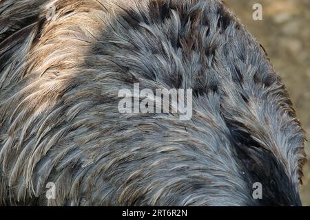 Gros plan de plumes d'oiseau d'autruche dans le parc zoologique de Paris, anciennement connu sous le nom de Bois de Vincennes, 12e arrondissement de Paris Banque D'Images