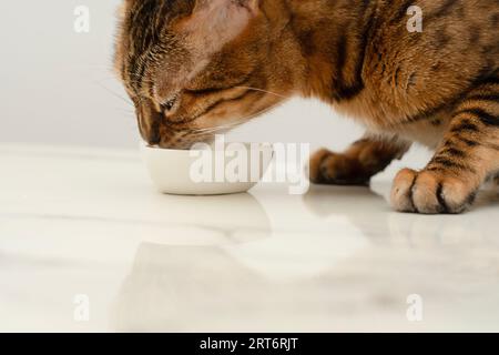 Animaux de compagnie. Concept. Un beau chat léopard rouge Bengal lèche de la crème sure dans une petite assiette sur la table de la cuisine. Portrait. Gros plan. Banque D'Images