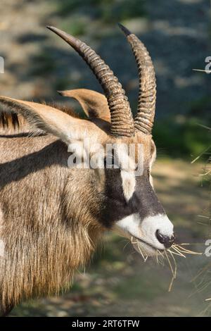 Antilope de Roan closeup dans le parc zoologique de Paris, anciennement connu sous le nom de Bois de Vincennes, 12e arrondissement de Paris, qui couvre une superficie de 14,5 personnes Banque D'Images