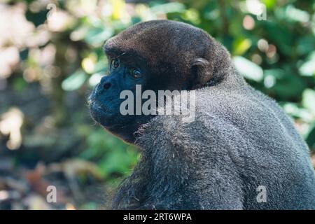 Singe laineux commun dans le parc zoologique parisien, anciennement connu sous le nom de Bois de Vincennes, 12e arrondissement de Paris, qui couvre une superficie de 14,5 h. Banque D'Images