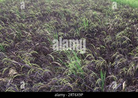 Les plants de riz violet sont faibles en calories Banque D'Images