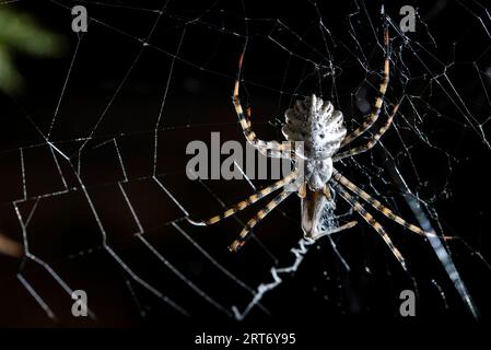 Gros plan de la grande araignée tigre tressant toile d'araignée sur fond noir Banque D'Images