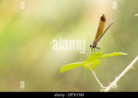 Libellule Darner des marais Epiaeschna Heros assis sur la feuille verte sur fond flou Banque D'Images