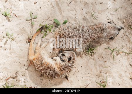 D'en haut d'adorables suricates dormant sur un sol sablonneux dans le zoo pendant la journée ensoleillée d'été Banque D'Images