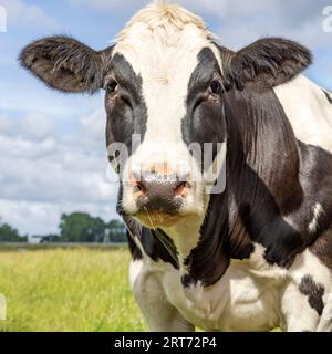 Boeuf musclé de vache noir et blanc, doux regardant la caméra, nez rose, vue de face et un ciel bleu Banque D'Images