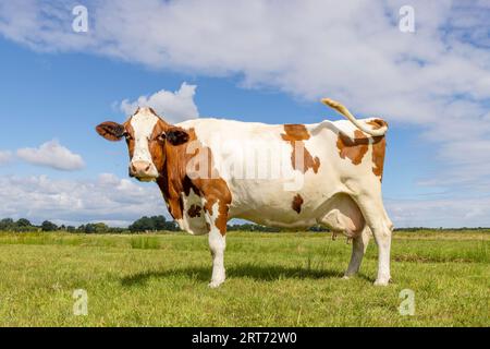 Vache heureuse en vue de côté et pleine longueur, joyeuse debout dans un champ vert avec un ciel bleu et l'horizon au-dessus de la terre aux pays-Bas Banque D'Images