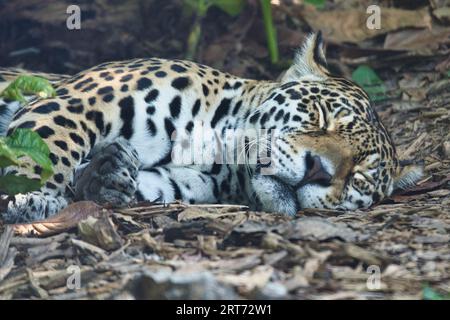 Le jaguar, Panthera onca endormi sur le sol est un mammifère carnivore de la famille des Felidae du parc zoologique de Paris Banque D'Images