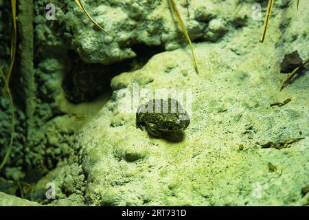 Le crapaud de natterjack (Epidalea calamita) est un crapaud originaire des zones sablonneuses et landes d'Europe dans le parc zoologique de Paris Banque D'Images