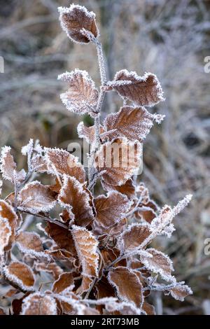 hiver, cerise sur les feuilles, gel hivernal, givre, cerise sur les feuilles de hêtre, fagus sylvatica Banque D'Images