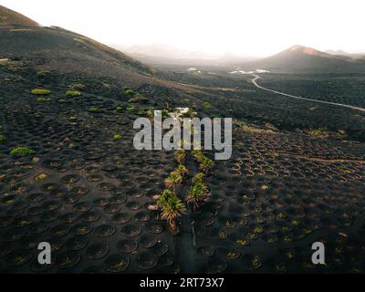 Photo aérienne des vignobles avec des palmiers verts dans l'île volcanique Lanzarote - Îles Canaries. Trous de lave noirs et sombres et plantes de raisin avec volcan Banque D'Images