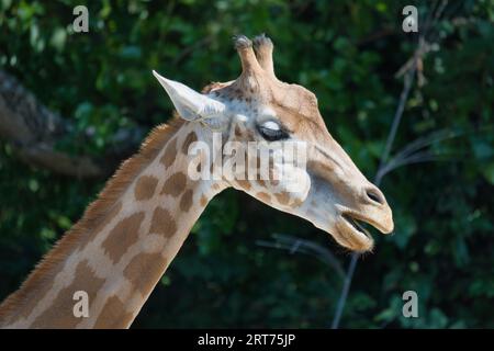 La girafe ouest-africaine morte en gros plan dans le parc zoologique parisien, anciennement connu sous le nom de Bois de Vincennes, qui couvre une superficie de 14,5 hectares Banque D'Images