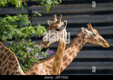 La girafe ouest-africaine morte en gros plan dans le parc zoologique parisien, anciennement connu sous le nom de Bois de Vincennes, qui couvre une superficie de 14,5 hectares Banque D'Images