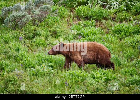 Ours noir cannelle, Ursus americanus cinnamomum , Parc national de Yellowstone, Wyoming, États-Unis d'Amérique Banque D'Images