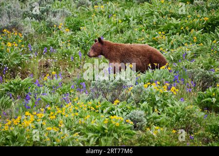 Ours noir cannelle entre fleurs sauvages, Ursus americanus cinnamomum , Parc national de Yellowstone, Wyoming, États-Unis d'Amérique Banque D'Images